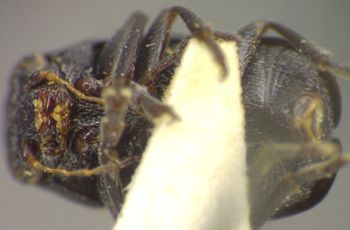 Media type: image;   Entomology 8404 Aspect: habitus ventral view
